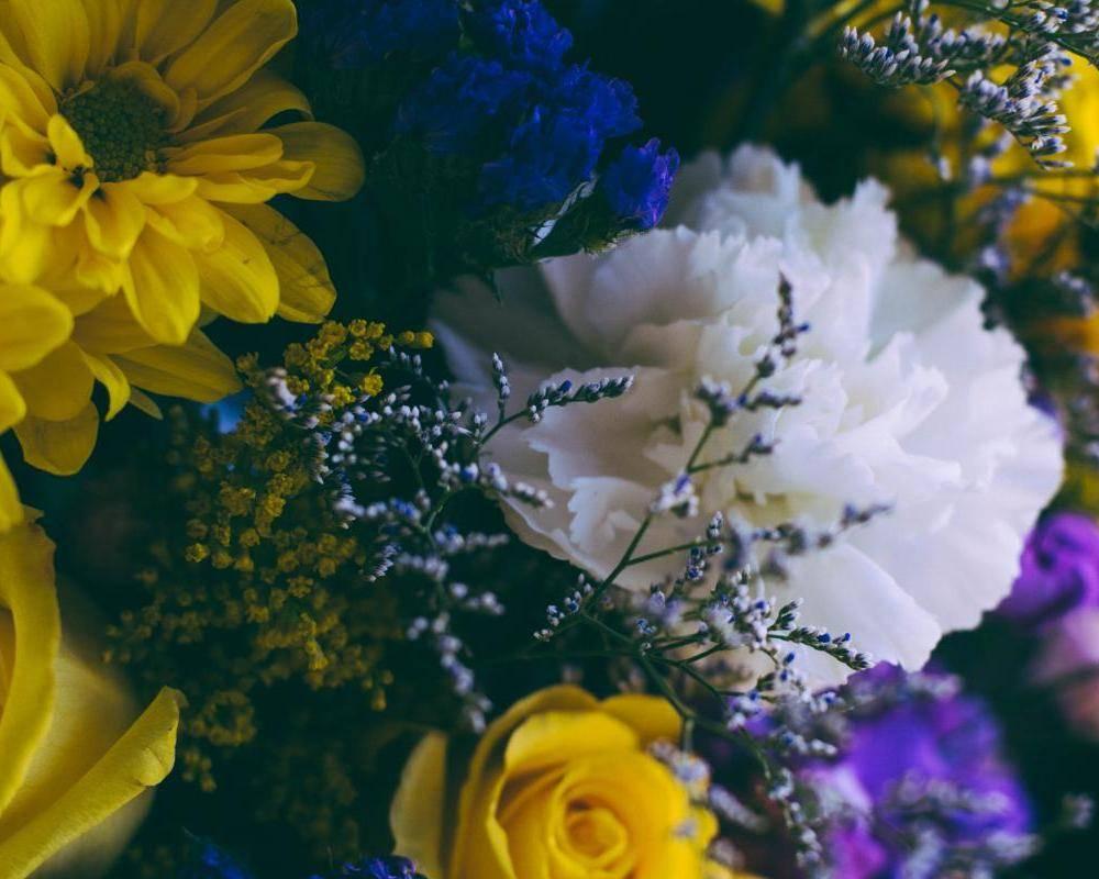 fleurs colorées